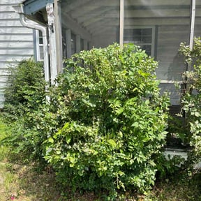 Bush Trimming by Kiss My Grass FL LLC reviewed on August 17, 2025