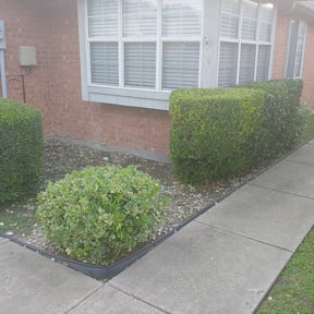 Bush Trimming by Ez Lawn care and maintenence reviewed on August 19, 2025