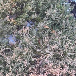 Flower Bed Weeding by Bo mows reviewed on February 18, 2026