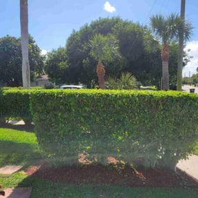 Bush Trimming by Anton Lawn Care reviewed on August 18, 2025