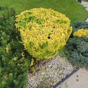 Bush Trimming by Clouse Landscaping reviewed on May 18, 2026