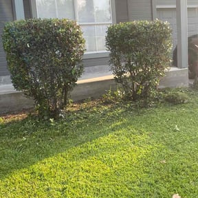 Bush Trimming by Hector's reviewed on August 18, 2025