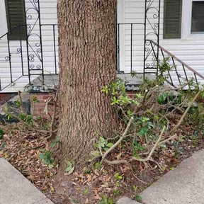 Bush Trimming by Parks Lawn & Landscaping LLC reviewed on August 21, 2025