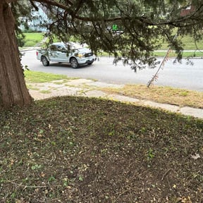 Bush Trimming by MVP Services and Lawn care6 reviewed on November 24, 2025