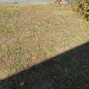 Leaf Removal by D’s Landscaping reviewed on November 10, 2025