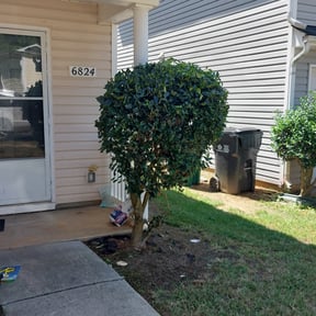 Bush Trimming by D. Nelsons Lawn Care, LLC reviewed on August 17, 2025