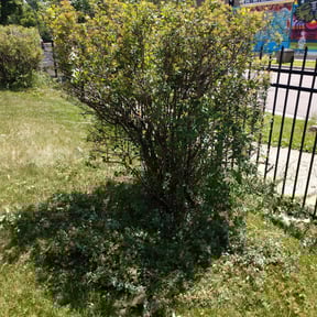 Bush Trimming by Priority Cutz Lawn Care reviewed on August 15, 2025