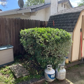 Bush Trimming by Snow & Mow Pro's reviewed on August 18, 2025