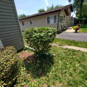 Bush Trimming by Tae's Next Level LLC reviewed on August 21, 2025