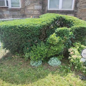 Bush Trimming by Greenscapes Landscaping and Grass Cutting reviewed on August 18, 2025