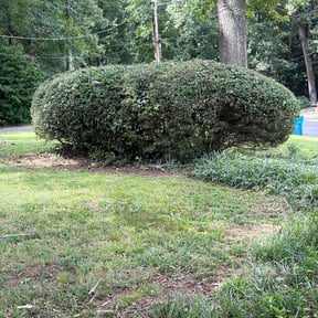 Bush Trimming by ABY Landscaping reviewed on July 31, 2026