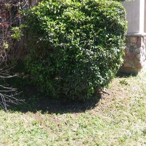 Bush Trimming by Frederickson Lawn Management reviewed on August 15, 2025