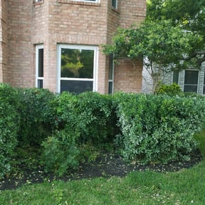 Bush Trimming by Scripted Lawn Services reviewed on August 17, 2025
