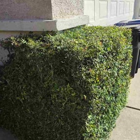 Bush Trimming by MPV Landscaping reviewed on April 2, 2024