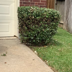 Bush Trimming by Lawn Pro grounds management reviewed on August 15, 2025