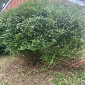 Bush Trimming by Marshall lawn reviewed on August 16, 2025