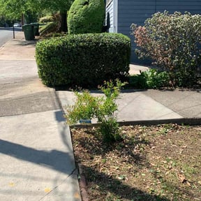 Bush Trimming by Transit LLC reviewed on August 15, 2025