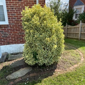 Bush Trimming by Kevins lawn and tree reviewed on August 15, 2025