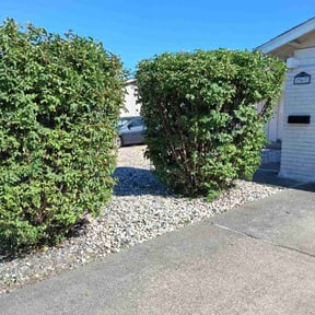 Bush Trimming by Eagles Outdoor Services reviewed on May 27, 2026