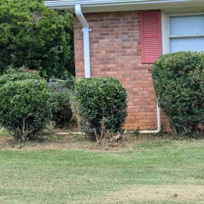 Bush Trimming by Greene Family Lawncare reviewed on August 16, 2025