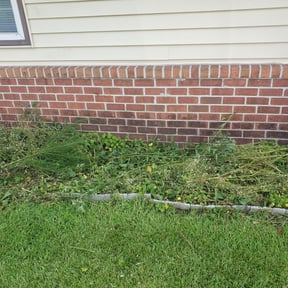 Bush Trimming by Kennedy Lawn Care reviewed on August 17, 2025