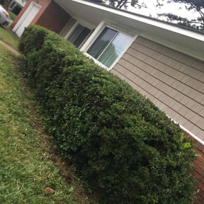 Bush Trimming by Joe Molinaro reviewed on August 16, 2025