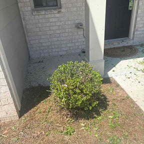 Bush Trimming by Candanoza Lawn Service reviewed on April 16, 2026