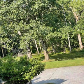 turf maintenance by Lawns By Us reviewed on June 17, 2025