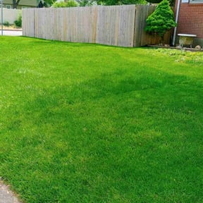 yard maintenance by Weeds Gone Wild reviewed on August 17, 2025