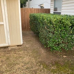 Bush Trimming by Tonys Landscaping LLC reviewed on November 24, 2025