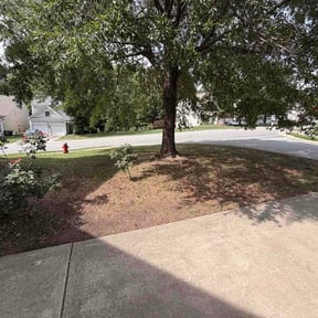 Bush Trimming by Mowlawnz reviewed on July 26, 2026