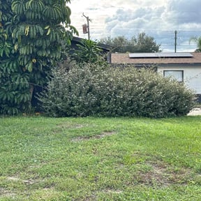 Bush Trimming by C well  Services  . reviewed on October 19, 2025