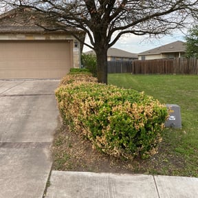 Bush Trimming by Mike’s mowing and property maintenance reviewed on August 16, 2025