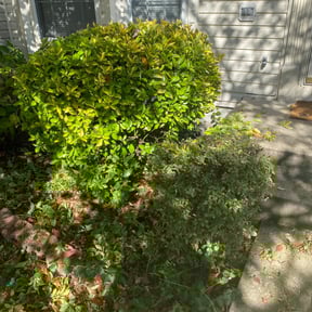 Bush Trimming by Merriweather Mowing Services reviewed on August 15, 2025