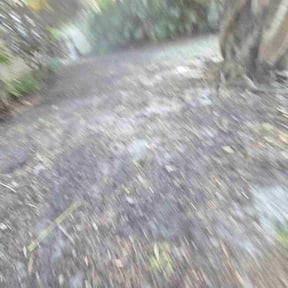 Leaf Removal by Brooks lawn Care reviewed on November 7, 2025