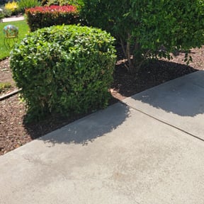 Bush Trimming by Wgm landscaping reviewed on August 21, 2025