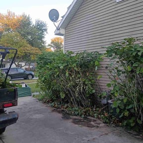 Bush Trimming by Jerrys Lawn Service reviewed on August 3, 2026