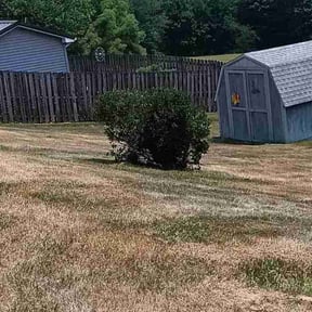 Bush Trimming by Guerrero's Lawn Service reviewed on August 17, 2025