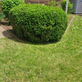 Bush Trimming by Reddy property care reviewed on August 15, 2025