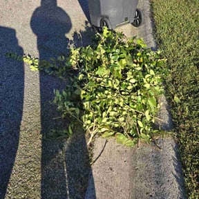 Bush Trimming by Universal lawnscaping reviewed on August 15, 2025