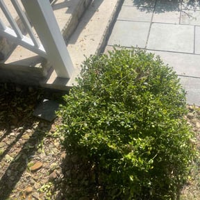 Bush Trimming by Grass Monster Lawn Care reviewed on August 17, 2025