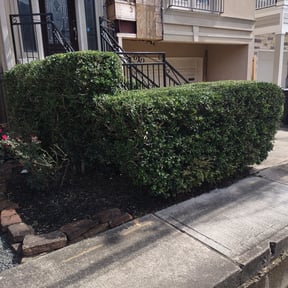 Bush Trimming by Meridian Management Group LLC reviewed on November 21, 2025