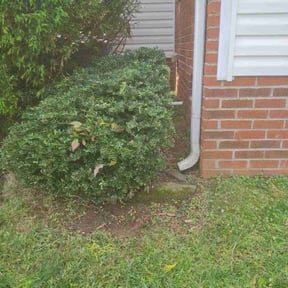 Bush Trimming by Richie Rich lawn care service reviewed on November 4, 2025