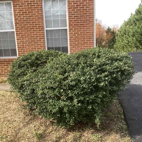 Bush Trimming by Vanessa's lawncare services reviewed on August 21, 2025