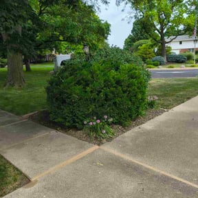 Bush Trimming by JD&#039;s Lawn Care reviewed on August 18, 2025
