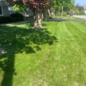 Lawn Mowing by  reviewed on November 20, 2019