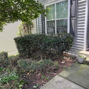 Bush Trimming by DClandscapeing reviewed on August 17, 2025