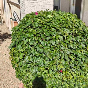 Bush Trimming by Optimistic Landscaping LLC reviewed on October 20, 2025