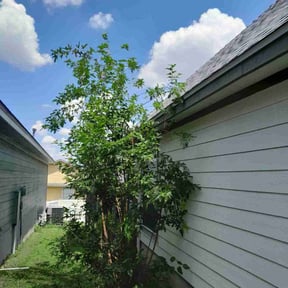 Bush Trimming by Leon Davis Jr landscaping LLC reviewed on August 16, 2025
