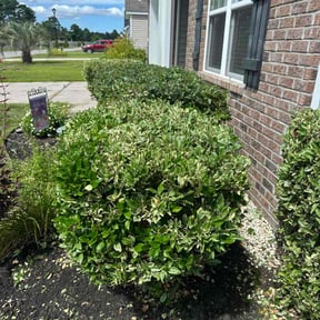 Bush Trimming by Hugo's Lawns reviewed on August 20, 2025